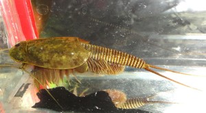 Triops Granarius Tadpole Shrimp Starter Set Ultra