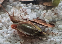 Triops Granarius Tadpole Shrimp Starter Set Ultra