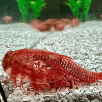Triops Beni Kabuto ebi Albino Tadpole Shrimp Starter Set Ultra