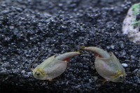 Triops Australiensis Queensland Tadpole Shrimp Starter Set Ultra